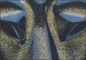 Closeup image of baby cat mask in black gold. Portrait facing the viewer.